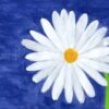 A white daisy with a yellow center against a blue background