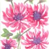 Four watercolour chrysanthemum flowers with red and pink petals and purple centres. There are green branches terminating in green and red leaves with blue veins.